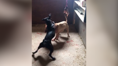 A dog fight