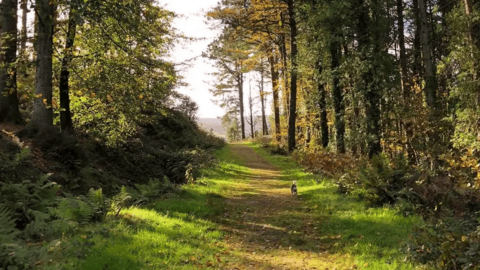 A path through a section of woods bathed in sunlight, with trees on either side of the path. 