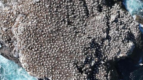 A view of hundreds of gannets on a rock, seen from above