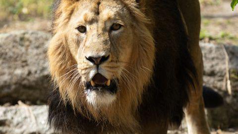 Five-year-old male Asian lion, Kushanu, in Dublin Zoo