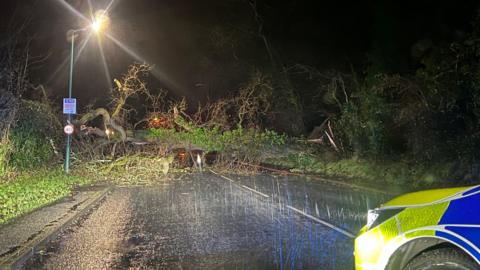 A tree covers the road. It is dark and raining. The front of a police car is slightly visible 