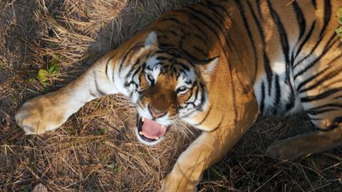 Tiger lying on dry grass looking up at the camera with its mouth open