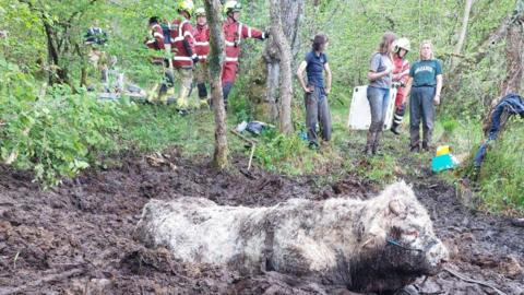 A large white bull is up to his shoulders in mud. Rescue 
