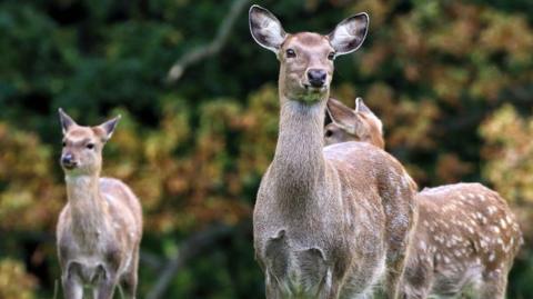 A group of three fallow deer standing in a field with trees in the background