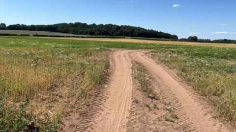 A picture of an open field, with tracks left by a large vehicle leading into it. Grass is growing on either side of the tracks. Yellow coloured crops can be seen close to the top of the picture. Woodland is on the horizon. The sky is bright blue with just a few tiny clouds in it.