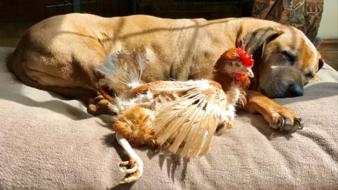 A brown formery battery hen sits beside a large sleeping labrador-type dog on a dog bed indoors. The hen is missing some feathers, leaving her wing and tail looking sparse.