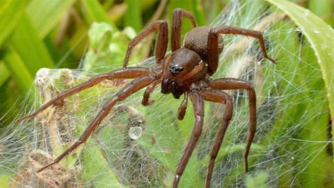 The Fen Raft spider is brown and sits on a web spun between pieces of grass. A droplet of water can be seen on the web in front of it.