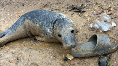 A grey seal pup sitting on a muddy beach surrounded by litter and an abandoned flip flop