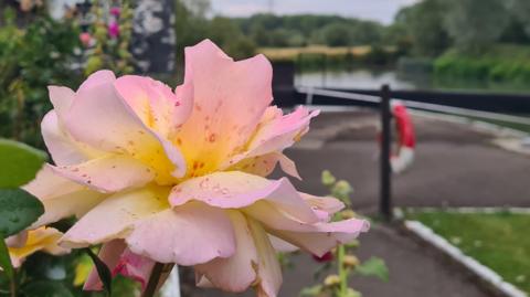 A pink and yellow rose in full bloom fills the frame. In the blurred background a life ring and a river can be seen as well as trees on the horizon and a cloudy sky.