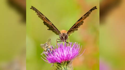 A close-up shot of a butterfly on the purple flower of a thistle. Next to it, also head-on with it's face in the same flower, is a bee. They are all in focus, the background is a blurred green