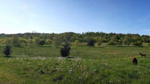 Meadow land with trees and cows grazing, seen on a sunny day.