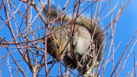 The grey squirrel is at the top of a tree with bare branches that are beginning to bud. It has a brown face with jet black eyes and its grey fur is flecked with white. Its tail has much longer hair and is brown, white and grey. The sky is bright blue behind it.