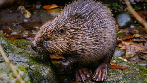 One of the baby beavers