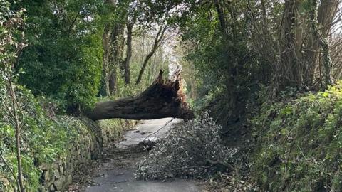 Tree down St Lawrence