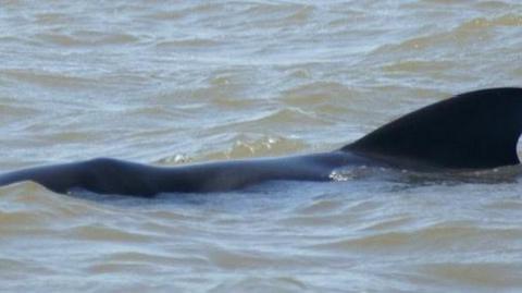 Whale in sea off Snettisham