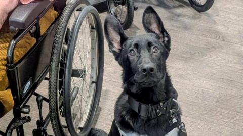 A black German Shepherd puppy is looking at the camera while sat next to a wheelchair.