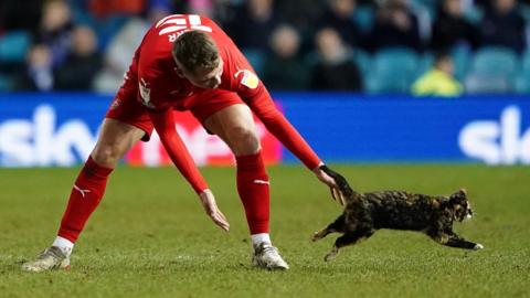 A player tries to grab the cat