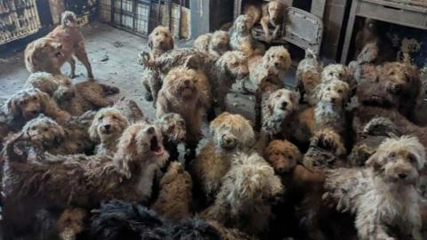  About 20 different poodle-cross dogs, all with shaggy coats in various shades of grey, white and tan, are seen crowded into one living space. One dog is seen howling, and another is seen sitting in what looks like a wood burner
