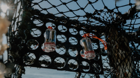 A fishing pot illuminated with lights during a study which showed scallops are attracted to fishing pots illuminated with lights
