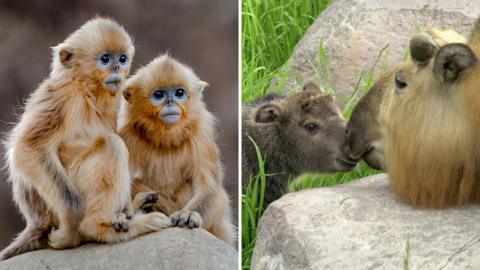 Golden snub-nosed monkey (left) and gnu goat (Takin)