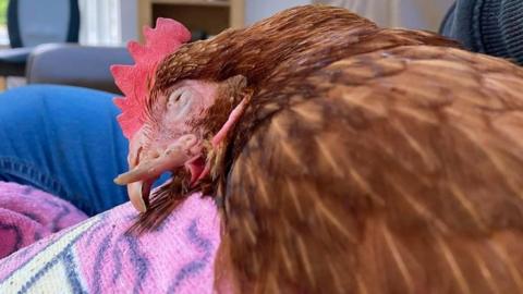Wonka the chicken lying on a pink blanket on Jade's lap