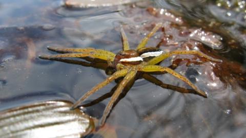 Raft spider on the water