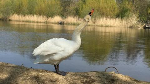 Swan and a tree