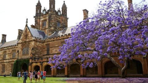 The jacaranda tree has been a fixture of the University of Sydney since 1928 (31 Oct 2016)