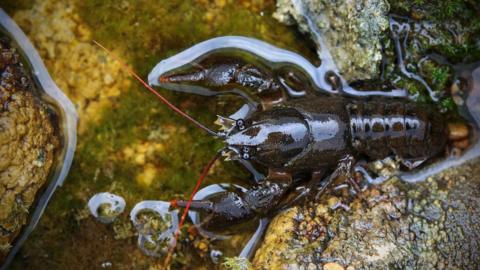 A white-clawed crayfish sits on a rock in the water. It has bright red antenna and red tips on its claws.
