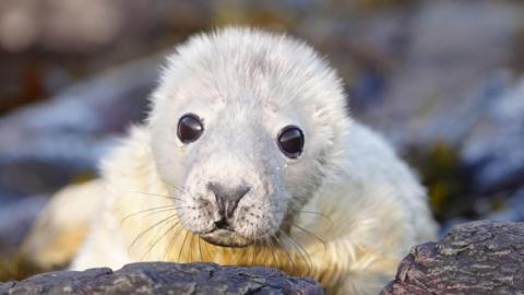 A seal pup with white fur looking towards the camera and lying on rocks on the Farne Islands.