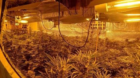 Cannabis plants bunched together in a roof space.