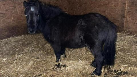 Black pony in stable with straw on the floor - the pony is look at the camera