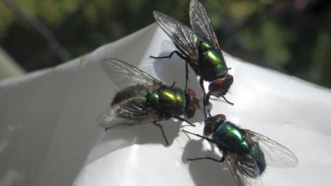 Three Flies on plastic food packaging outdoors