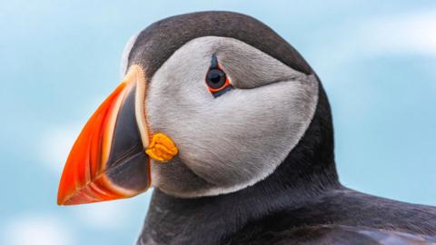 A closeup of a puffin with small silver-scaled fish in its mouth.