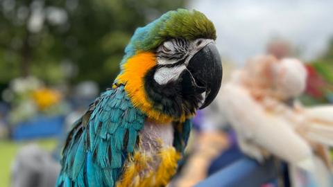 Close-up of a parrot with a black beak and under-chin feathers, and green, turquoise and yellow feathers on the rest of its body.