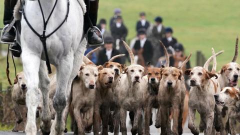 The legs of a white horse being ridden - you can see a pair of black shoes in the stirrups and someone's black trousers. There are about 10 hunting hounds walking next to the horse.