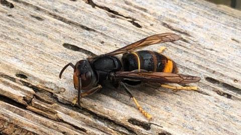 A black and yellow Asian hornet sat on a piece wood. It looks large than a bee. 