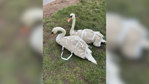 Two swans are strapped into jackets tied with white ribbon resting on the banks of a pond