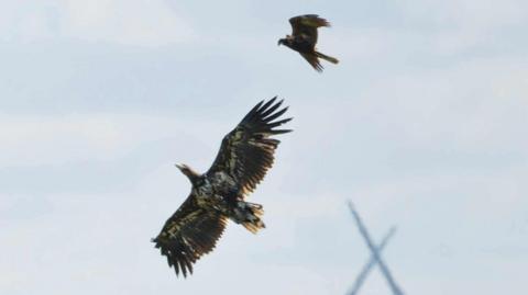 Two white-tailed eagles soar in the sky with their wings of brown and white feathers at full span.