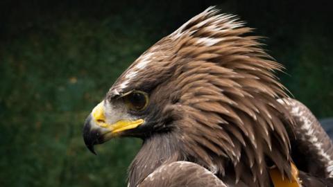 Close-up of golden eagle with ruffled feathers on its head