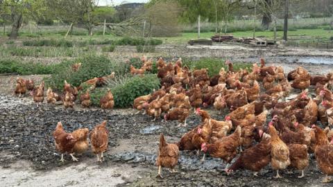 A group of chickens outside