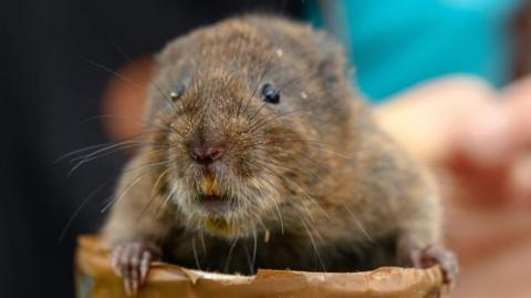 A water vole that was recently released into the wild by the Duchy of Cornwall