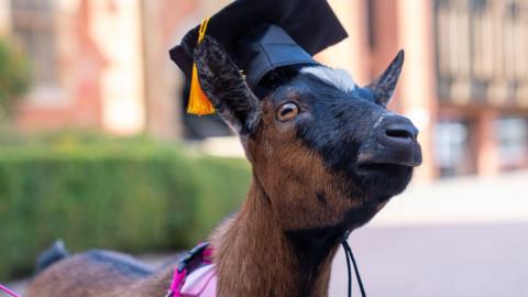 A brown goat wearing a graduation cap.