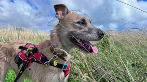 Tula, a three-year-old lurcher