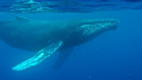 A whale underwater