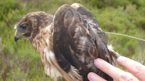 Close up of the young female hen harrier, with dark brown feathers on its head and wings and paler brown feathers on the chest. The beak has yellow on it and the bird is being held by a human hand