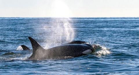 Several orcas swimming above water