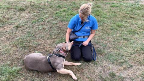 A picture of a lady wearing a blue shirt and with blonde hair playing with a dog while sat on the floor. The dog is wearing a harness and is brown and blonde in colour. 