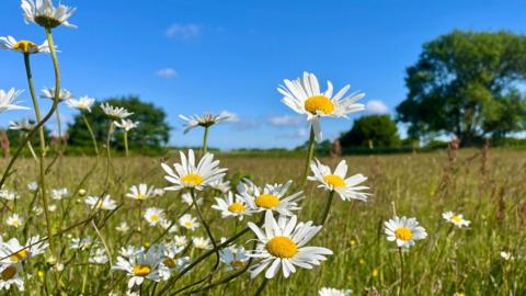 A close up of a patch of daisies in a field with trees and bright blue sky  behind