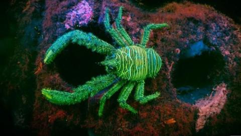 bright green crab